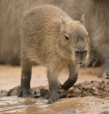 capybara